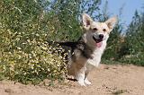 CORGI PEMBROKE 036